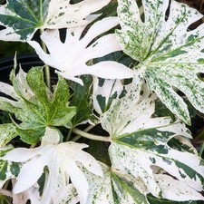 Fatsia Japonica Spiders Web