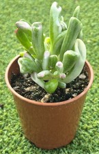 Crassula ovata 'Gollum Variegated' -  7 cm pot.