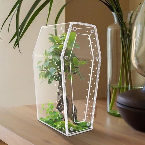Acrylic spider enclosure - acrylic,
