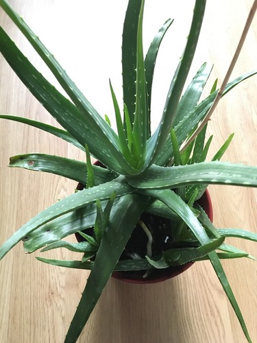 Aloe vera plant large live - vera,