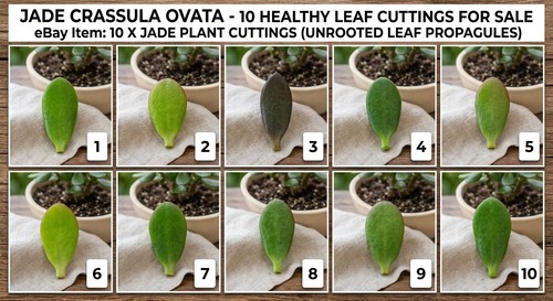 Jade crasula ovata - crasula,