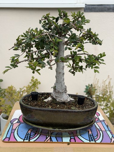 Mature chinese elm bonsai - elm, –