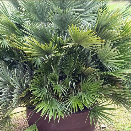 Compact palm volcano - compact,