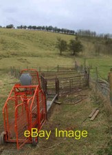 Photo 6x4 Sheep race near Swin Dale High Hunsley Sadly not an ovine athle c2008