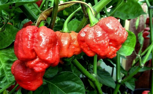Trinidad scorpion pepper - trinidad,