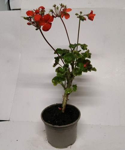 Red geranium - red, (pelargonium)