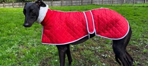 Red greyhound coat with snood - greyhound,