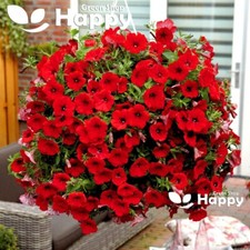 PETUNIA FIRE CHIEF - SCARLET RED - 350 SEEDS - Petunia nana compacta - FLOWER