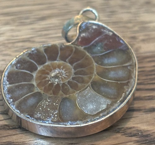 Beautiful genuine fossil - genuine,