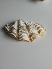 Vintage Tridacna Fluted Clam