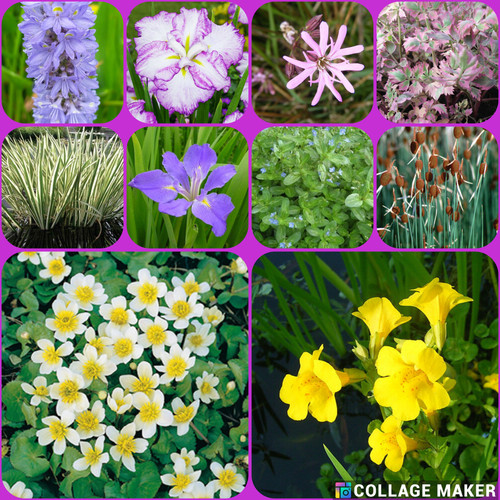 Bareroot pond plants water - bareroot,