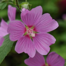 Lavatera x Clementii Hardy