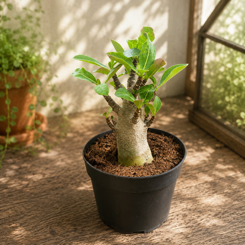 Rare adenium obesum baobab - rare,