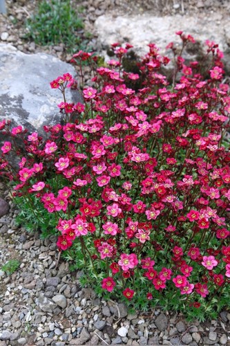 Saxifraga arendsii rose - saxifraga,