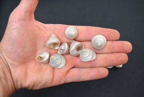 50x pearl white - , snail