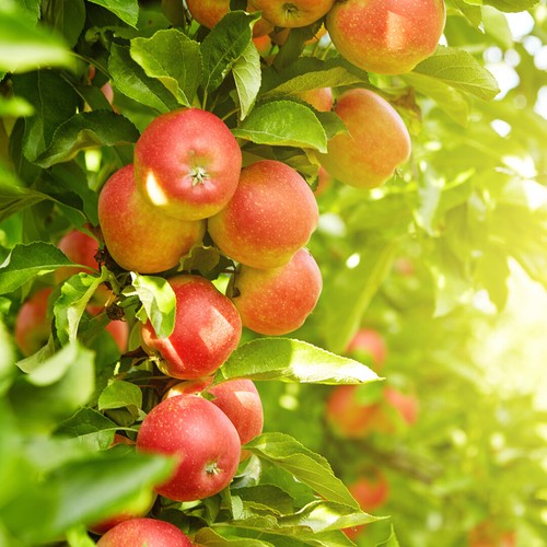 Jonagold apple tree 5ft 6l - 4-5ft,