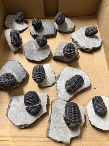 Trilobite phacops middle - trilobite,