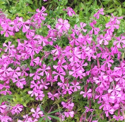 Silene schafta alpine - schafta,