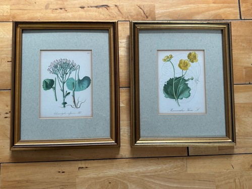 Pair antique framed - of,