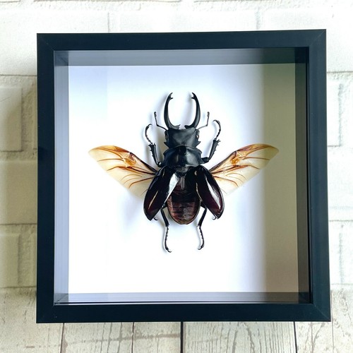 Brown stag beetle - brown, (odontolabis