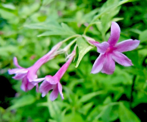 Pink climber jasmine - pink,