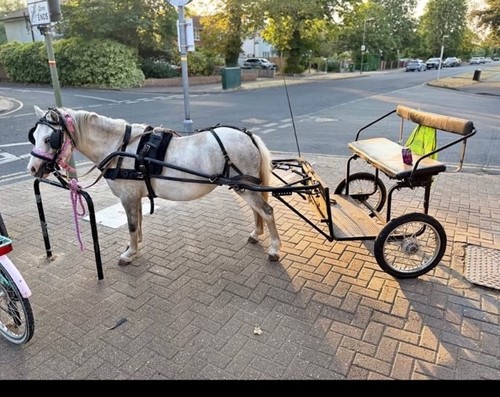 Pony cart and - and, harness