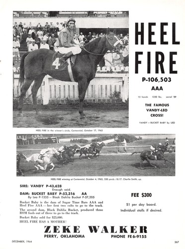 Heel fire sire vandy dam - heel,