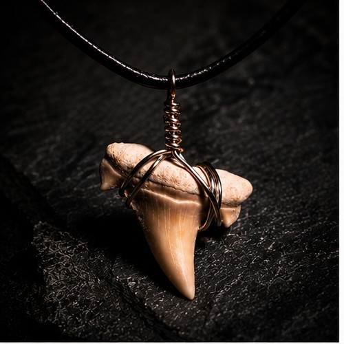 Genuine fossil otodus shark - genuine,