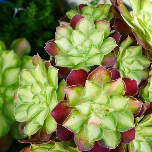 Aeonium pink witch yellow - witch,