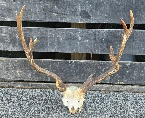Deer skull taxidermy - skull, art
