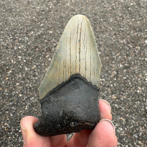 Large megalodon shark tooth - megalodon,