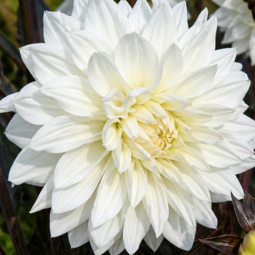 Large plant dahlia - 1,