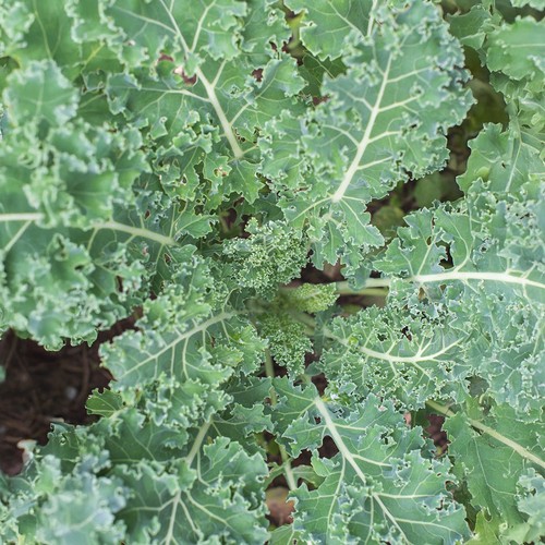 Kale blue plant plugs - kale, 6