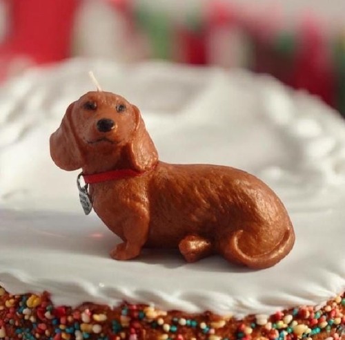 Cute tan miniature dachshund - tan,