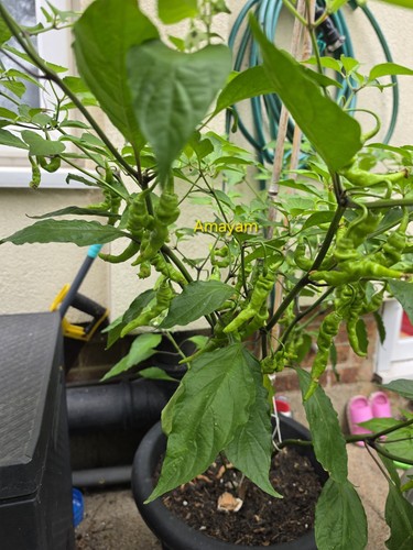 Ghee naga chilli - naga-chilli, seeds.