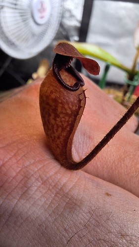 Nepenthes argentii extremely - nepenthes,