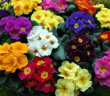 Primula Tobie Mix  x 3 in 9cm pots, garden ready Plants 