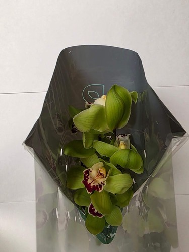 Farm fresh orchid cymbidium - fresh, orchid/cymbidium