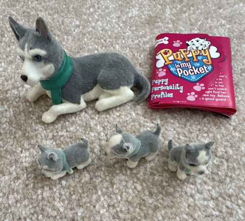 Puppy pocket siberian - puppy, my