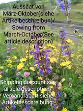 Meadow sage, Salvia pratensis, meadow sage, 250 seeds, seeds, bee pasture