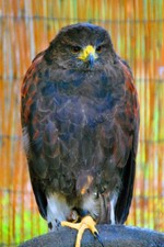 Harris Hawk Parabuteo Unicinctus Bird of Prey Portrait Photograph Picture Print