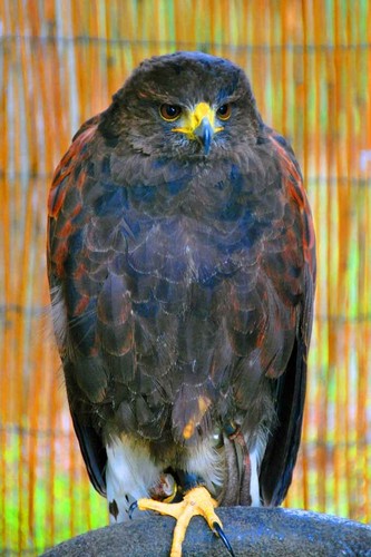 Harris hawk parabuteo - harris,