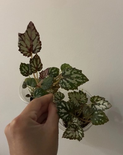 Begonia rex indoor - begonia,