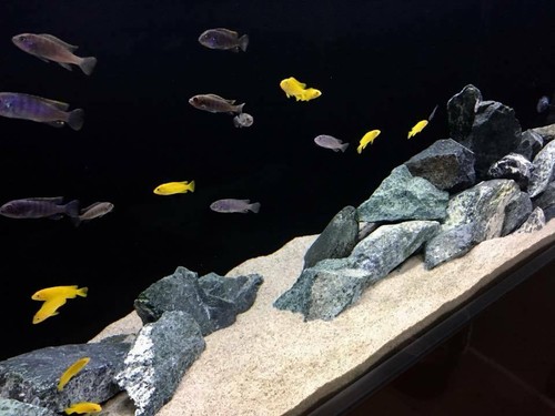 Aquarium sand fish tank - fish,