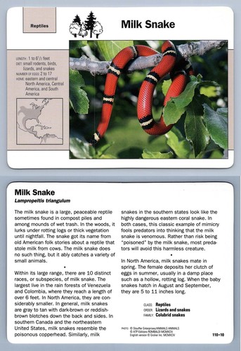 Milk snake 110 - milk,