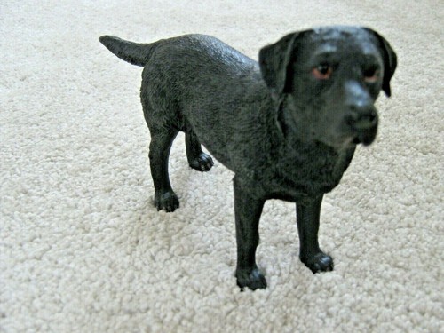Black labrador dog - labrador,