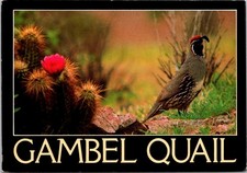 Posted 1985 postcard gambel - posted,