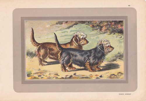 1931 dandie dinmont - dandie, terrier