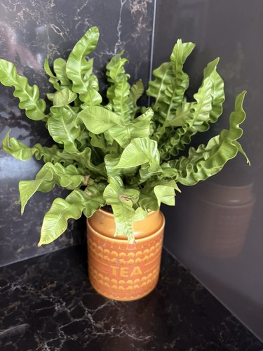 Vintage 1978 hornsea saffron - hornsea,