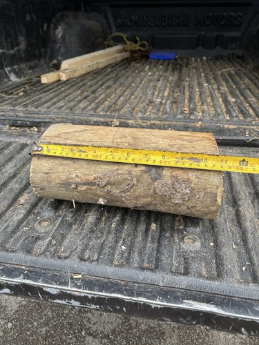 Yew log - yew, log,yew